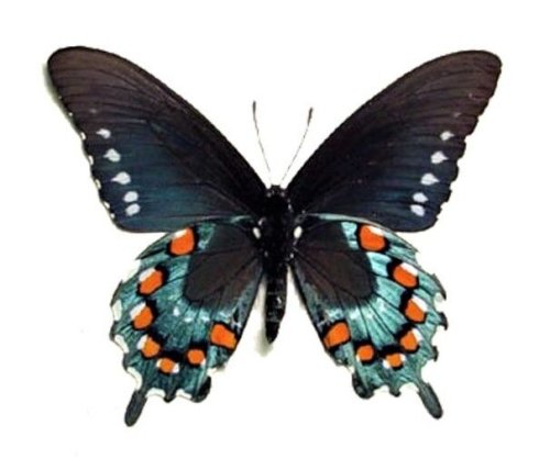 Blue Swallowtail Specimen