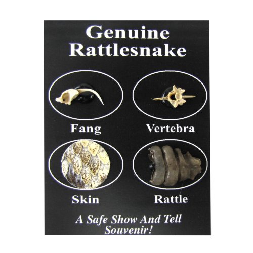 Rattlesnake Educational Science Pack