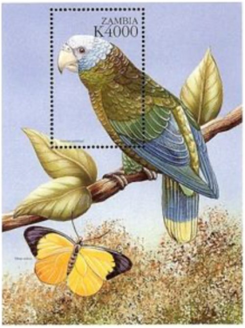 Zambian Avian Treasures