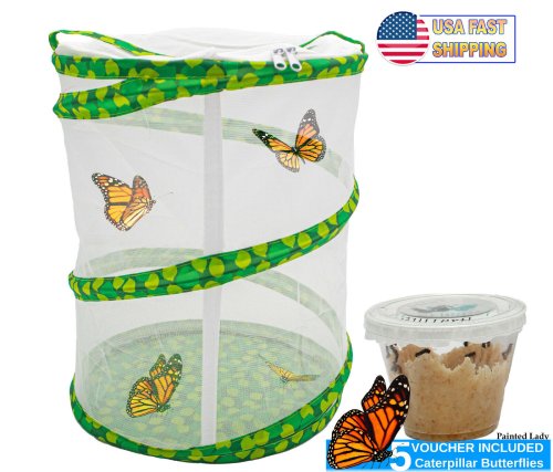 Fluttering Butterfly Haven