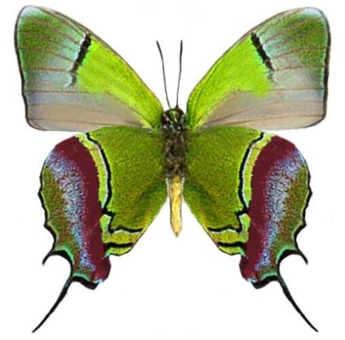 Peruvian Royal Green Red Butterfly Display