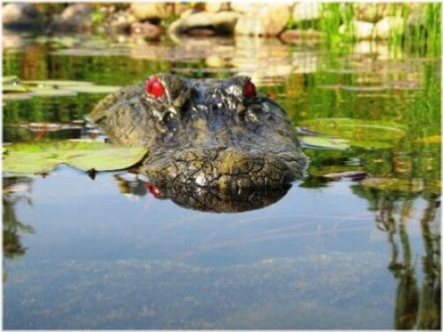 Reflective Eye Gator Decoy
