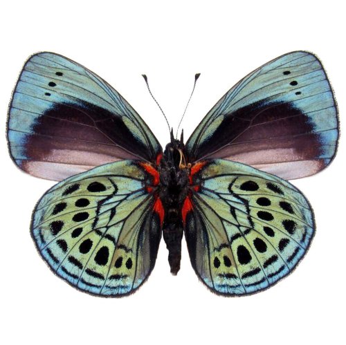 Peruvian Winged Jewel