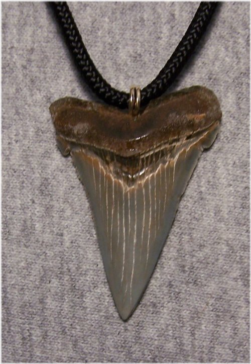 Ancient Megalodon Tooth Pendant