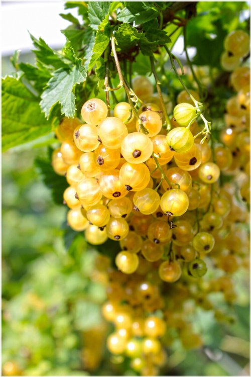 Golden Harvest: Edible Berry Seeds for a Bountiful Garden