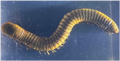 Lucite-Encased Real Millipede Display