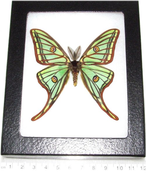 Emerald Spanish Moon Moth Display
