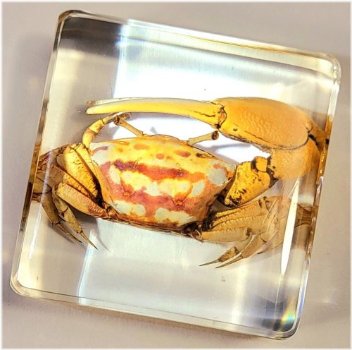 Crystal Clear Fiddler Crab Specimen