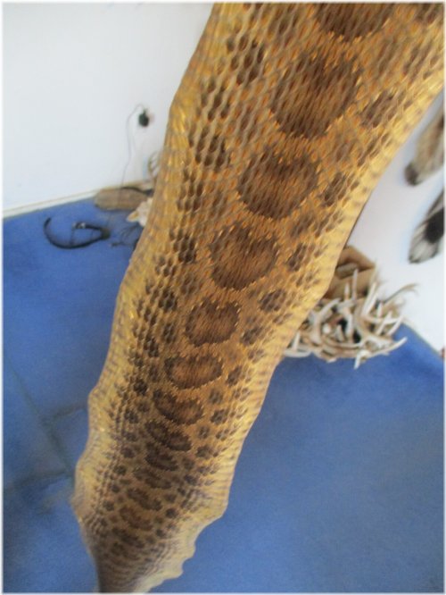 Prairie Rattlesnake Hide Wrap