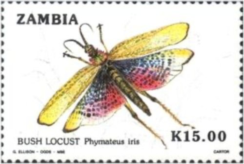 Zambia Grasshopper Phymateus Iris Stamp