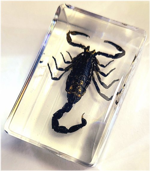 Obsidian Scorpion Specimen