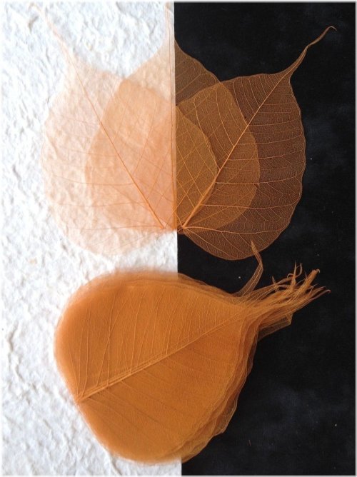 Copper Banyan Skeleton Leaves - Bulk Pack