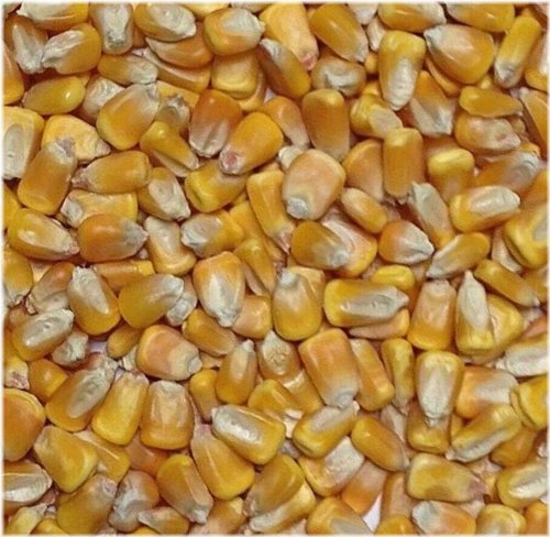 Golden Harvest Corn Seeds