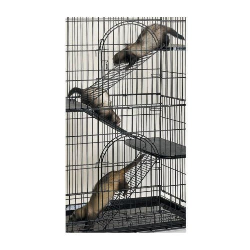 Feline Transporter Kit