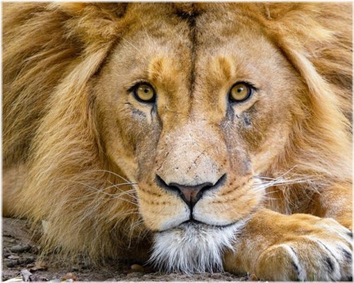 Wild Lion Nature Print