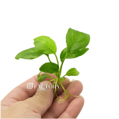 Emerald Leaf Anubias