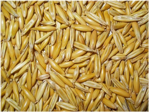 Heritage Harvest Oat Seeds