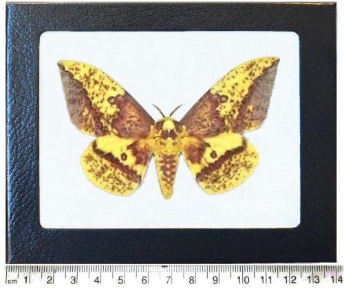 Arizona Imperial Moth Framed Specimen