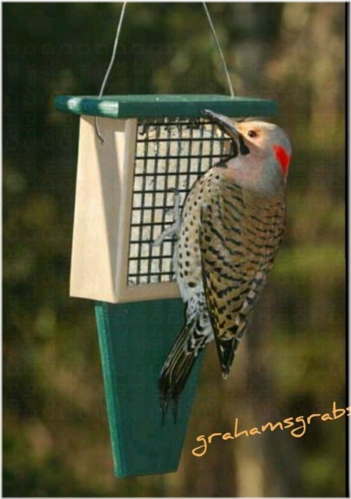 Woodpecker Haven Feeder