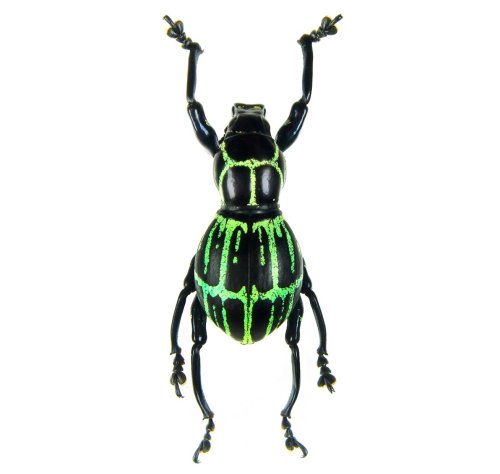 Emerald Weevil from the Philippines