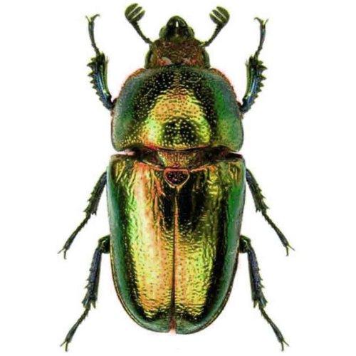 Papuan Jewel Stag Beetle - Unmounted Female