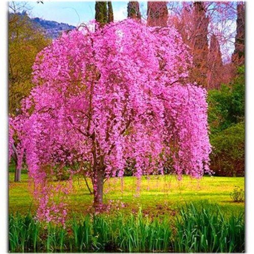 Sakura Cherry Blossom Seed Pack