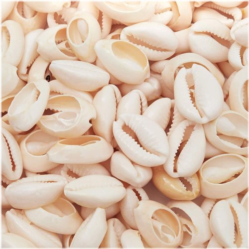 Seaside Treasures Collection: 150 Cowrie Shells for Crafting and Jewelry