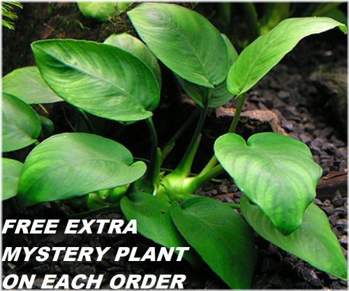 Anubias Barteri Round Leaf Aquarium Plants