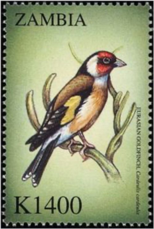 Zambian Avian Treasures