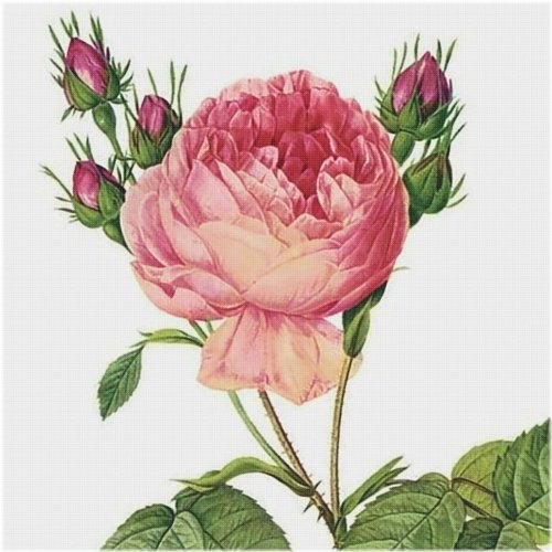 Blooming Botanicals Cross Stitch Pattern