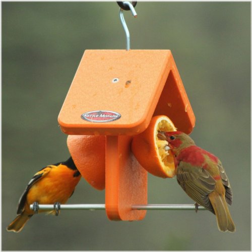 Sunset Oriole Fruit Feeder
