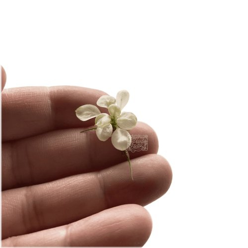 Frosty Anubias Petite