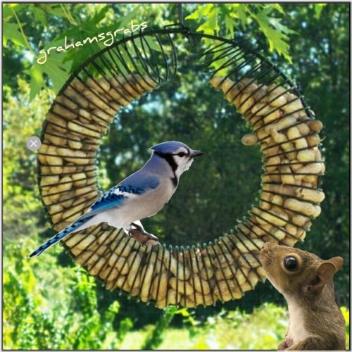 Peanut Delight Feeder