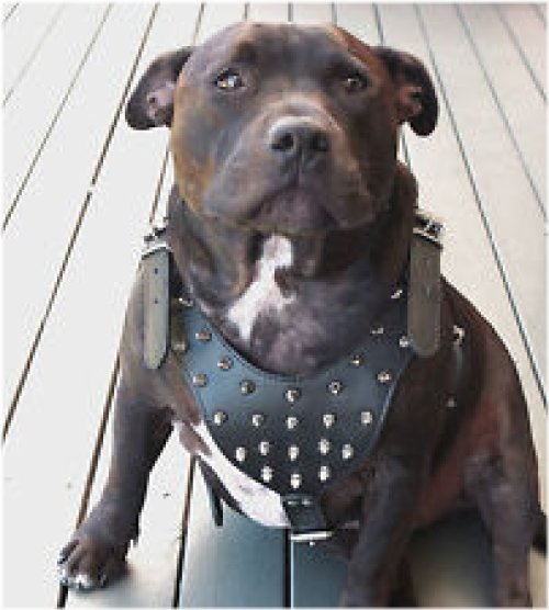 Studded Leather Dog Set for Large Breeds