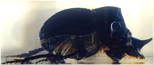 Dung Beetle Horned Crystal Resin Specimen