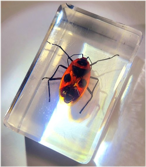 Firebug Encased in Lucite Resin Specimen Block