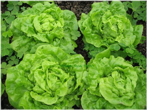 Butter Bibb Lettuce Seeds - Petite, Flavorful, and Heritage-Quality