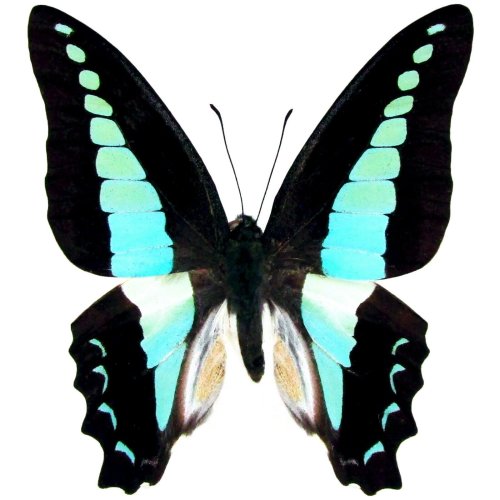 Sarpedon Blue Butterfly Specimen