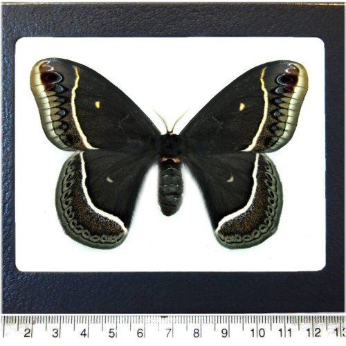 Arizona Black Saturn Moth Framed Specimen