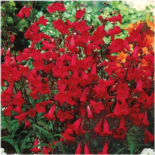 Red Hummingbird Beardtongue Seeds