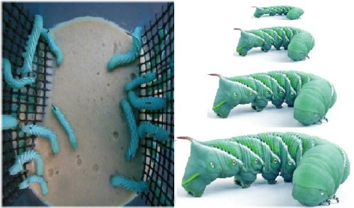 Goliath Grub Buffet: Live Hornworms for Your Reptile's Feast