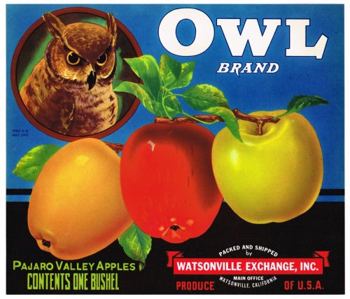 Vintage Orchard Owl Label