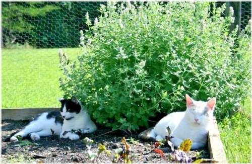 Feline Herb Garden Kit