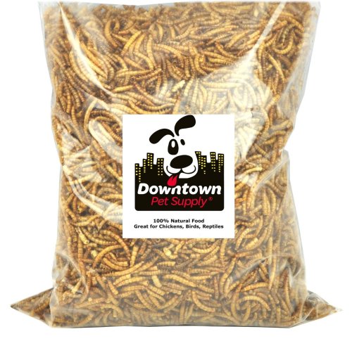 Mealworm Delight Natural Treats for Your Feathered Friends