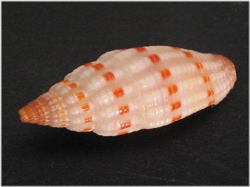 Philippine Gem Shell - Costellaria Sangiusuga