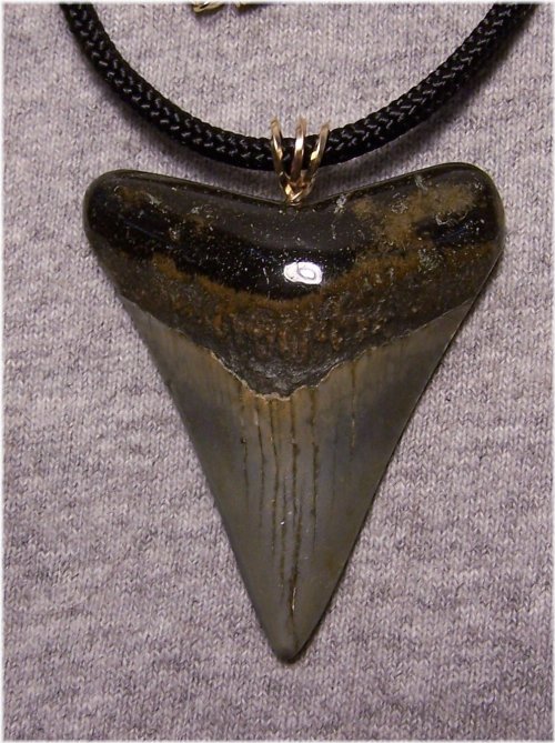 Megalodon Gem Tooth Pendant