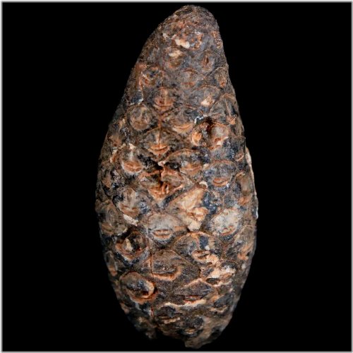 Agate-Replaced Eocene Pine Cone Fossil