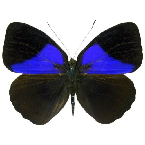 Peruvian Blue Black Butterfly Specimen
