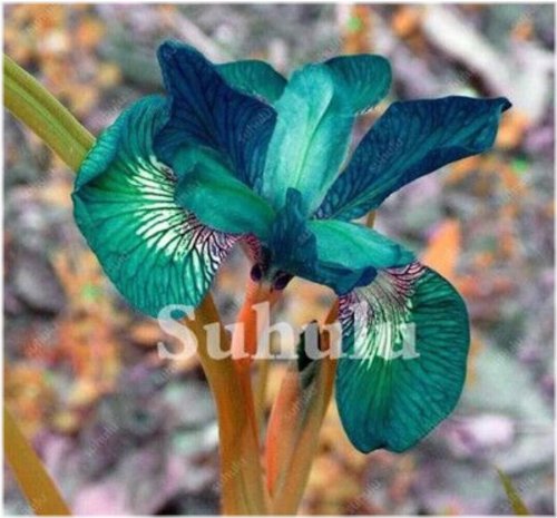 Teal Green Iris Seed Collection