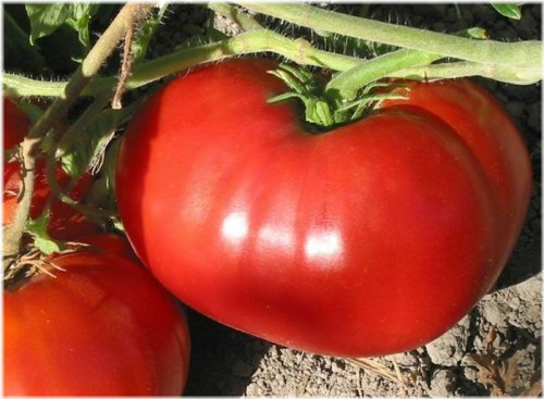 Beefy Bounty Tomato Seeds